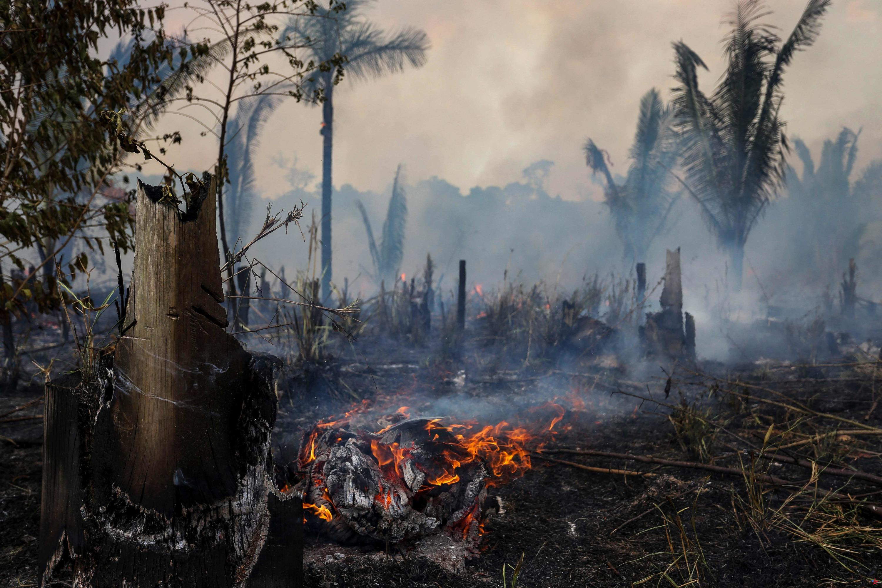 Brasil: en 2023, la deforestación en la Amazonia se reducirá a la mitad