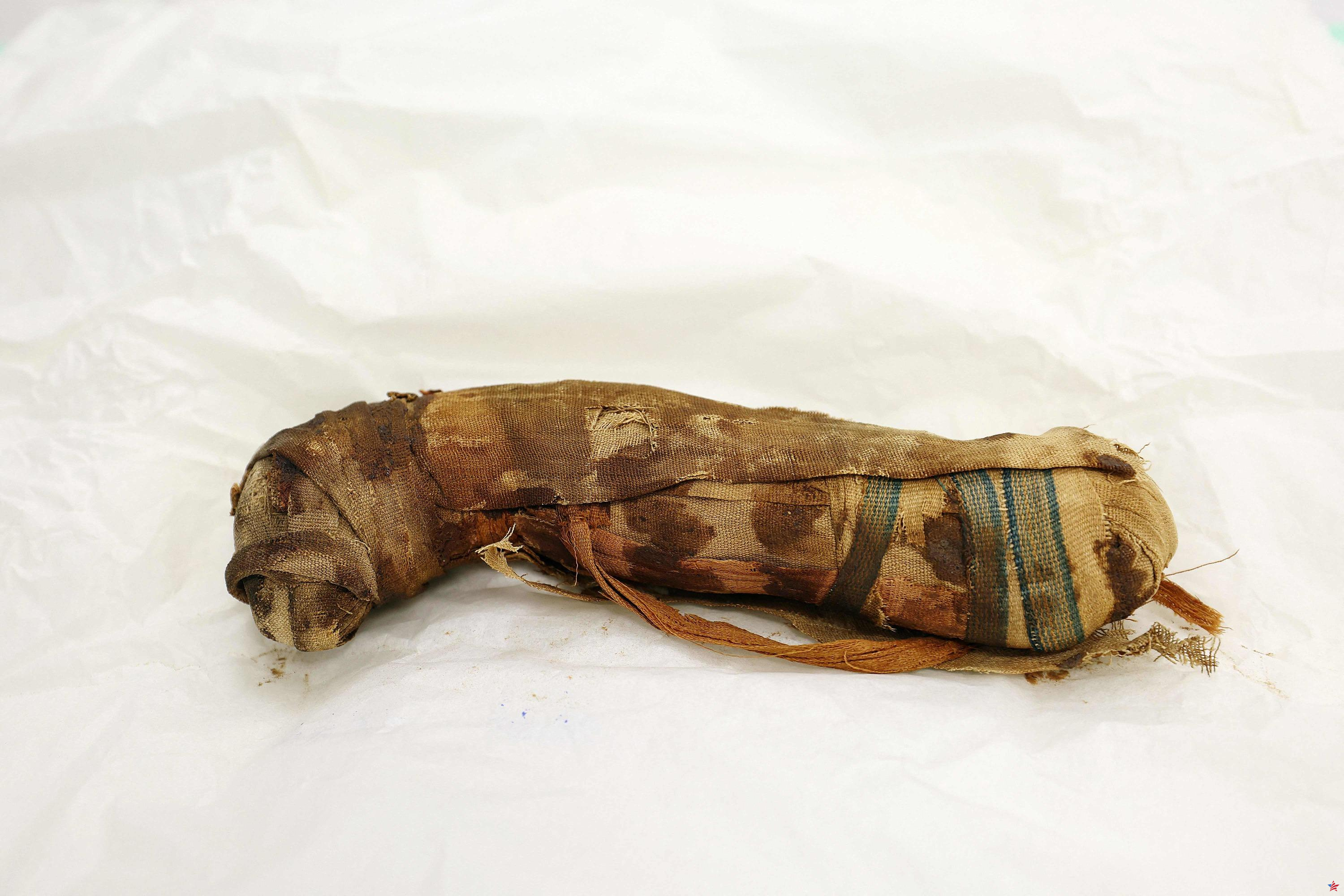 En Alsacia, cinco momias egipcias de animales de entre 2.000 y 3.000 años de antigüedad revelan sus secretos bajo un escáner
