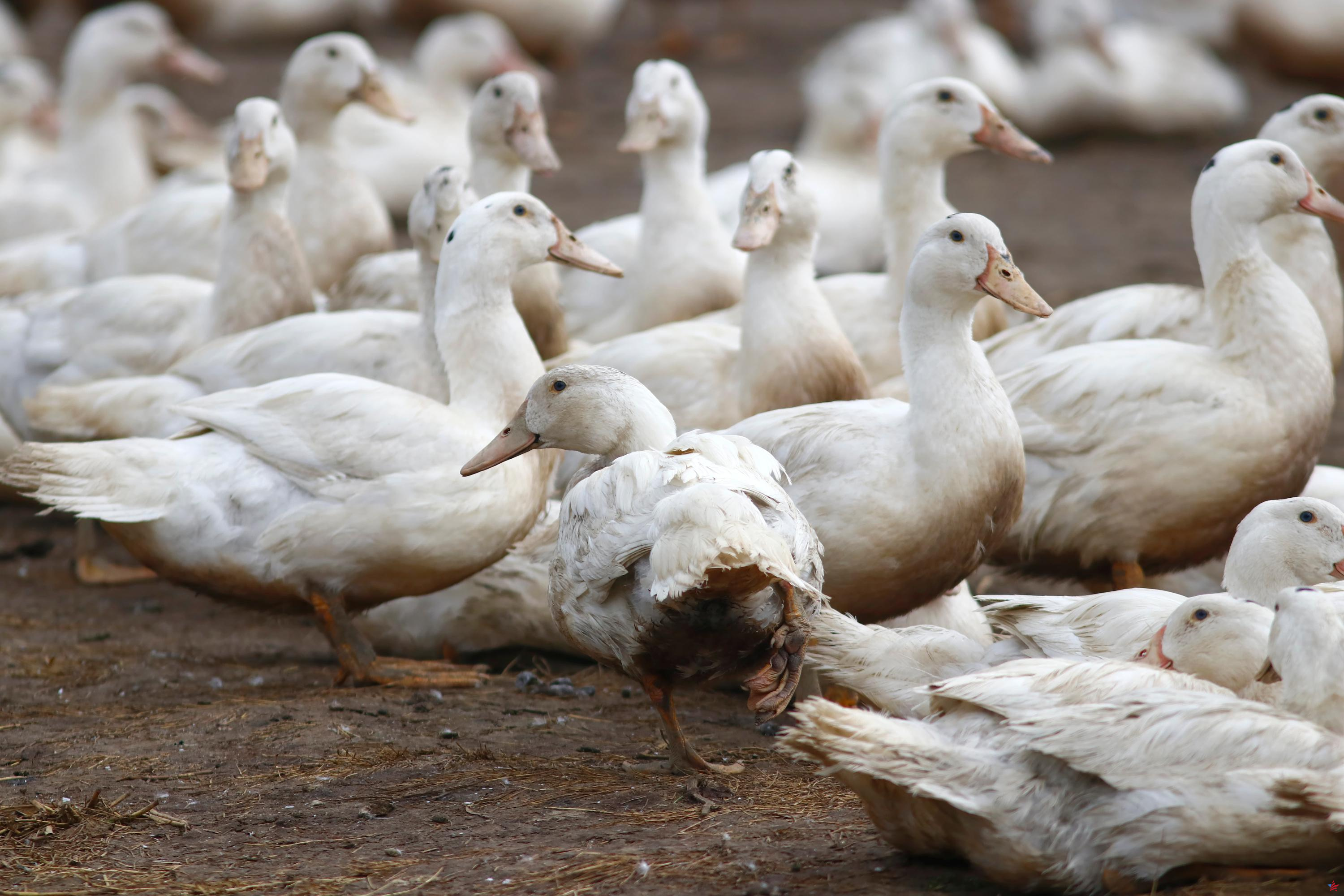 Gripe aviar: primer brote detectado en una granja de Vendée