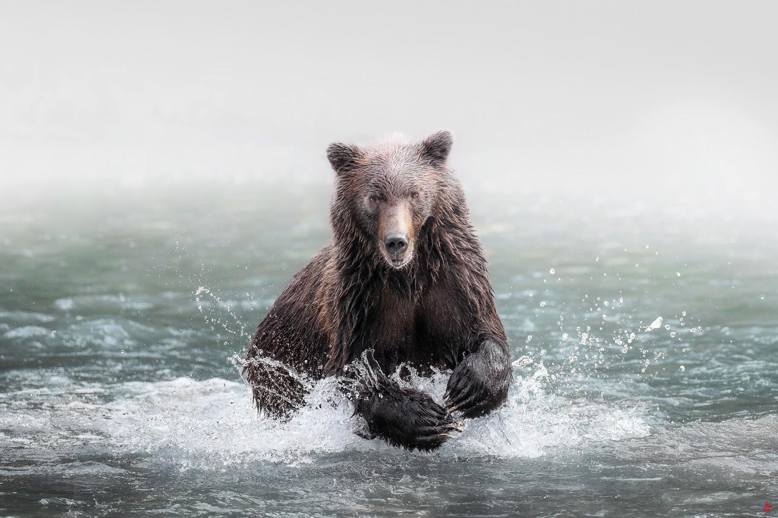 Viaje a Canadá: dónde y cuándo ver la vida silvestre del extremo norte, desde osos grizzly hasta osos polares