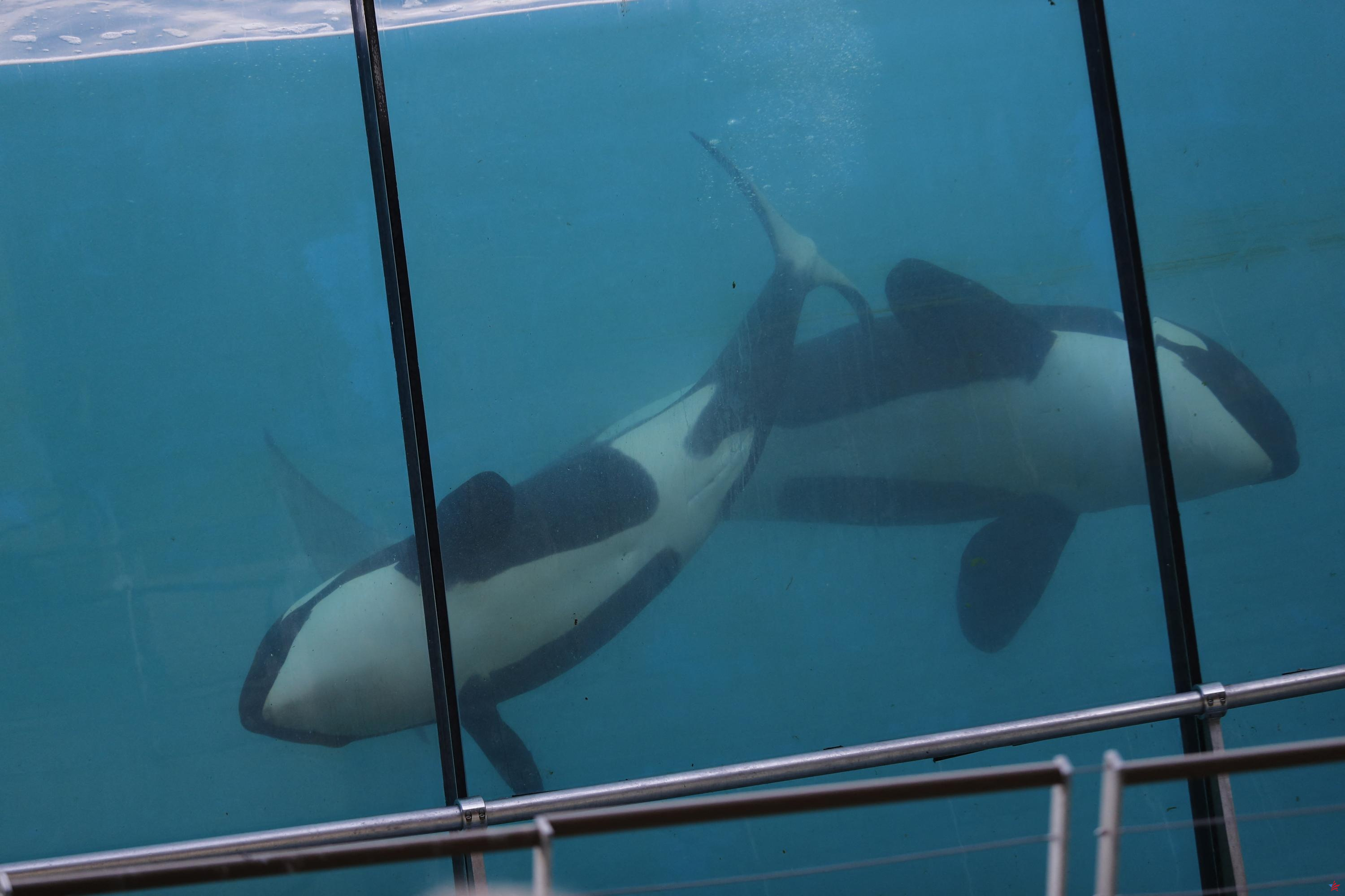 Marineland d’Antibes: las autoridades niegan en este momento el traslado de orcas a Japón