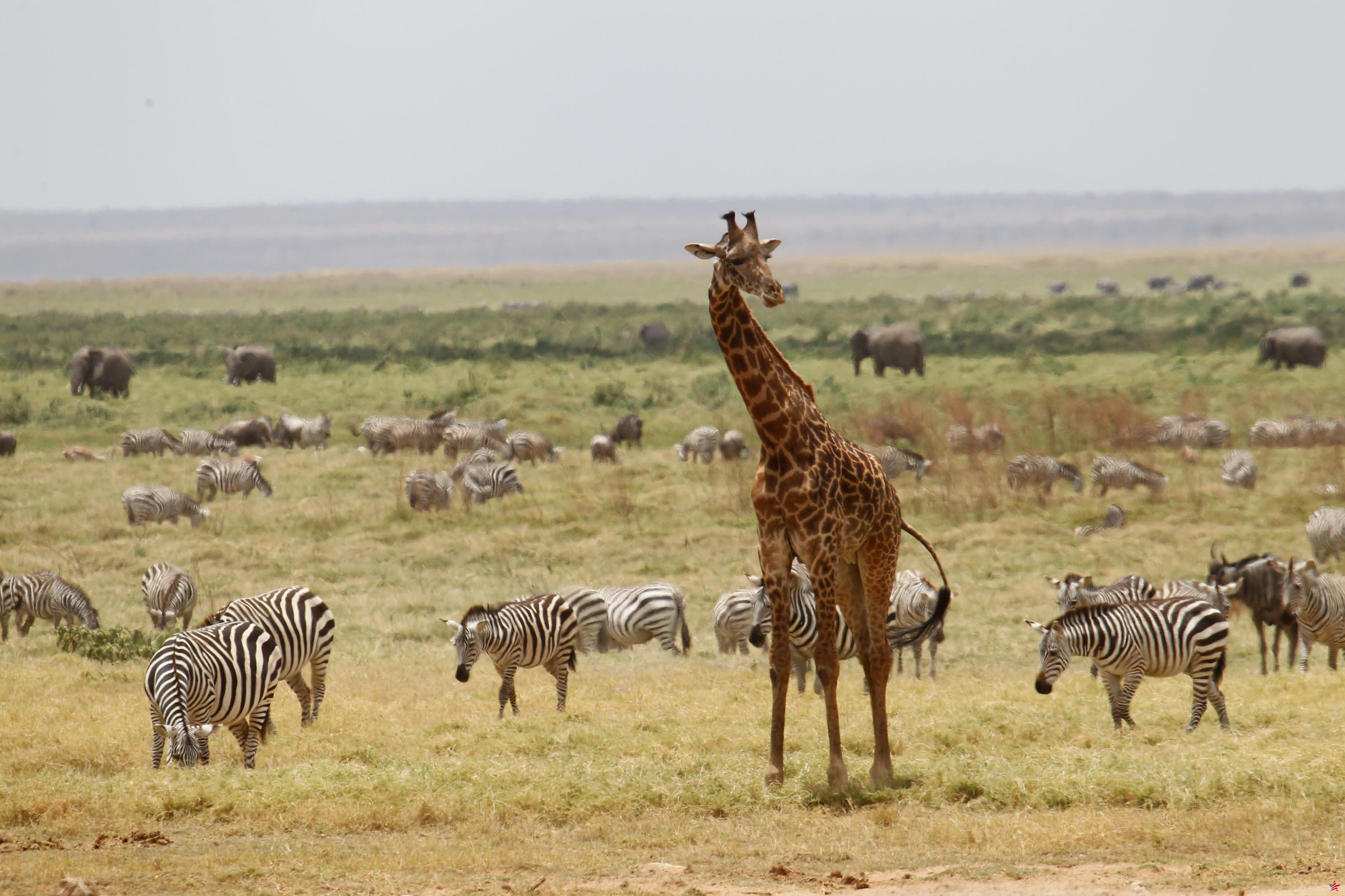 Para reactivar el turismo, Kenia da la bienvenida a sus primeros viajeros sin visa