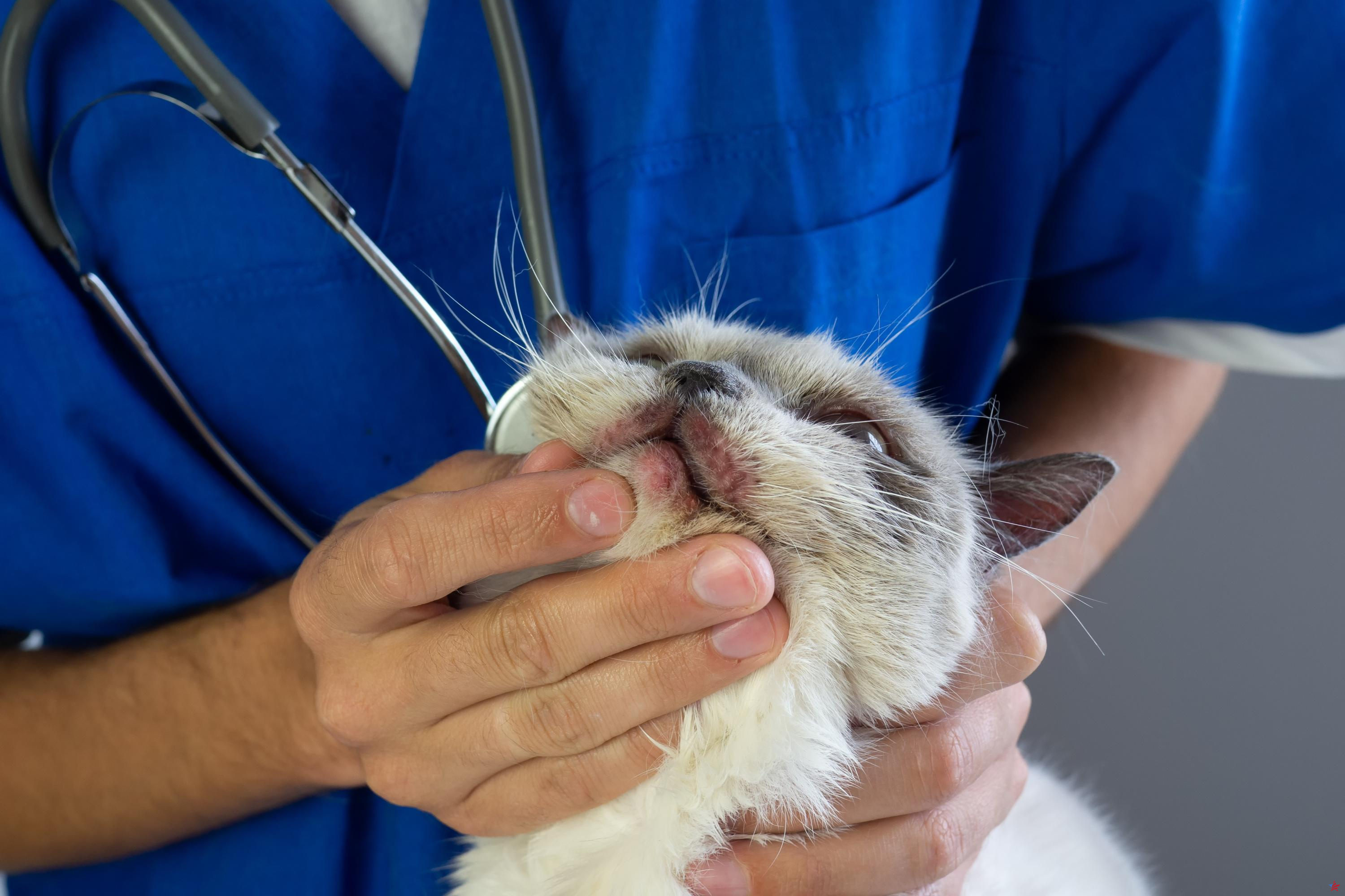 Cerca de Burdeos: una decena de gatos misteriosamente envenenados en pocas semanas