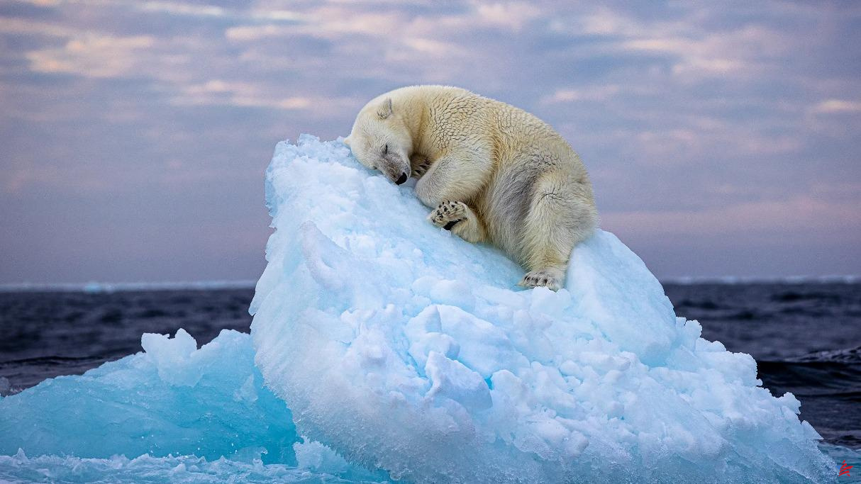 Oso polar durmiendo sobre un iceberg coronado como fotografía de vida silvestre del año