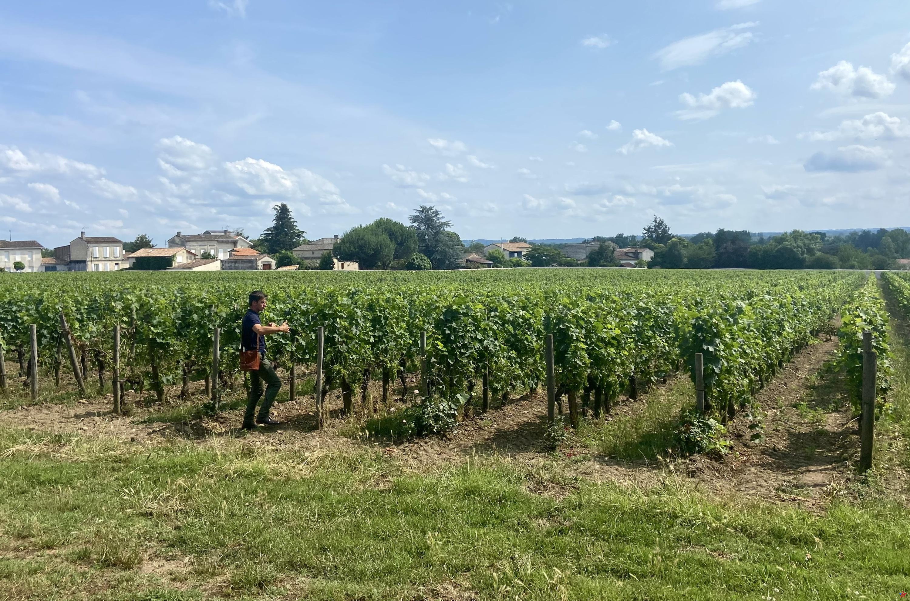 Ante la crisis, la Gironda lanza un fondo de emergencia para los viticultores
