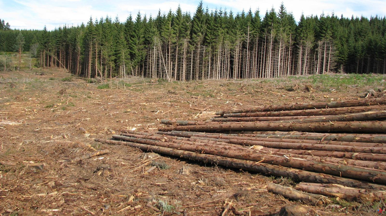 Adaptar los bosques al cambio climático: un diputado de Gironda quiere regular la tala de árboles