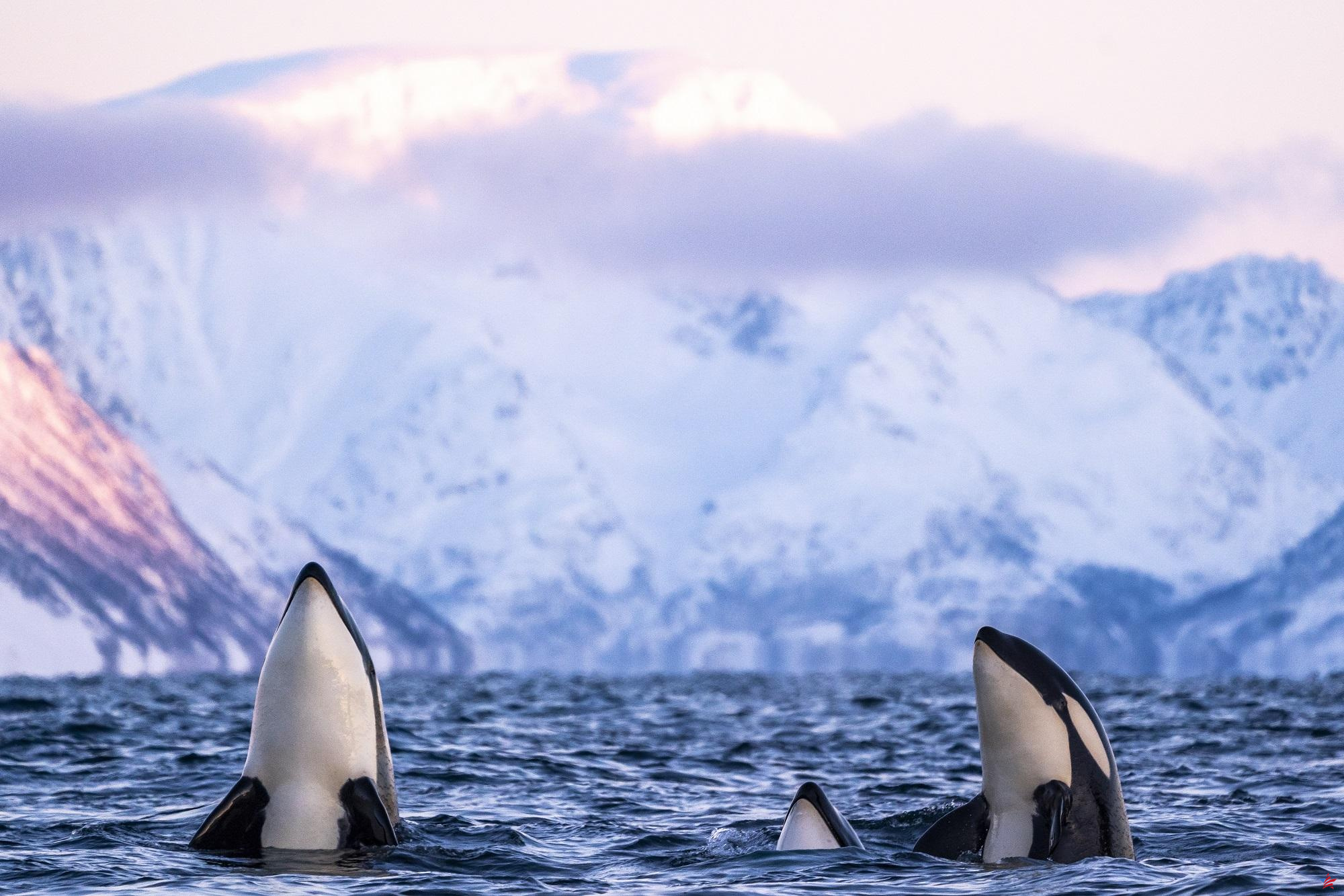 Ballenas jorobadas, orcas y belugas: ¿dónde nadar con los gigantes oceánicos más raros?