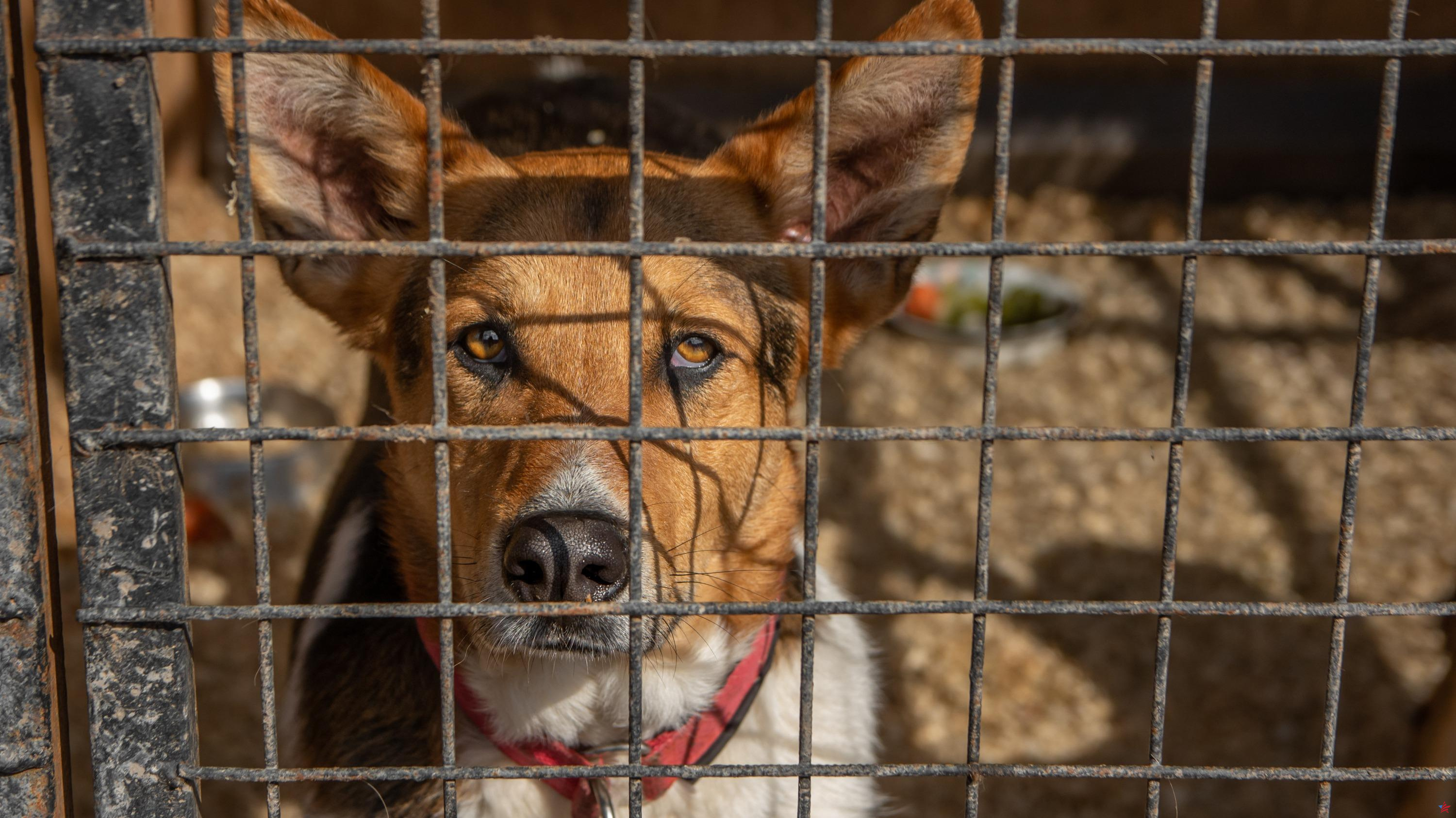 Marsella: se exigen hasta 8 meses de prisión suspendida contra propietarios de animales “negligentes”