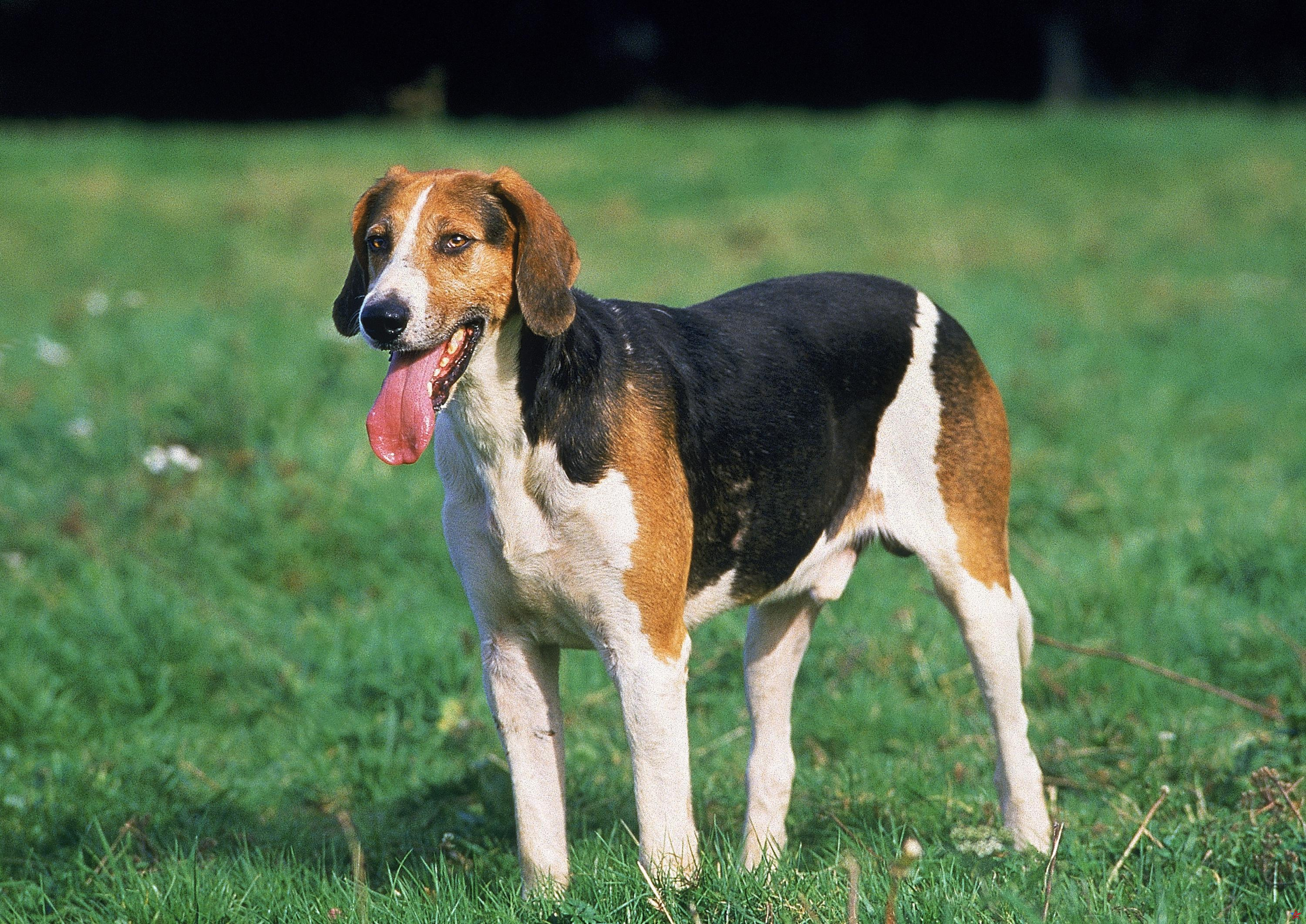 Ardèche: la cooperativa agrícola responsable de la muerte de siete perros de caza presenta una denuncia contra los propietarios
