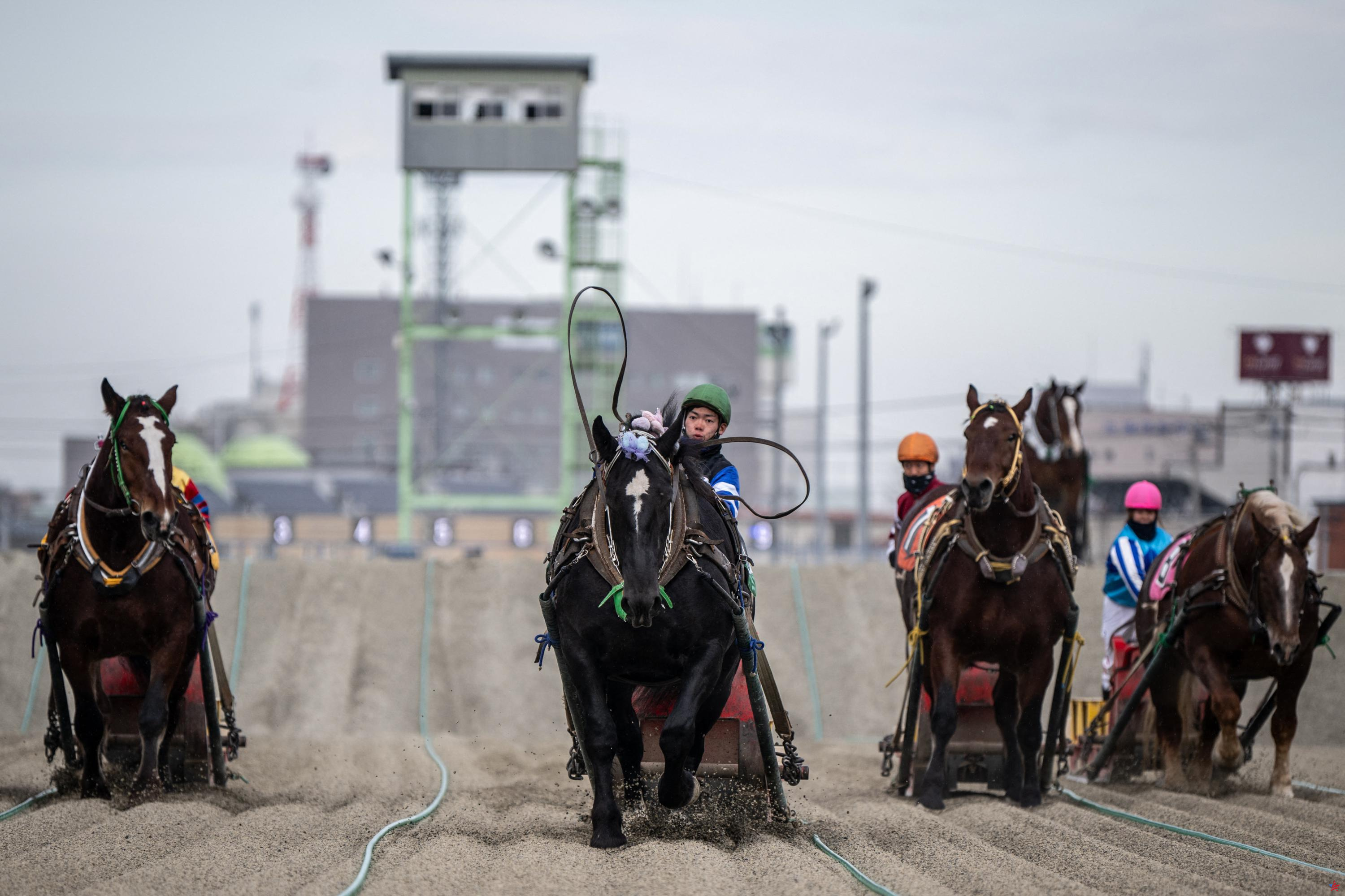 Banei keba, estas sorprendentes carreras de caballos que fascinan a los japoneses (y a los turistas)