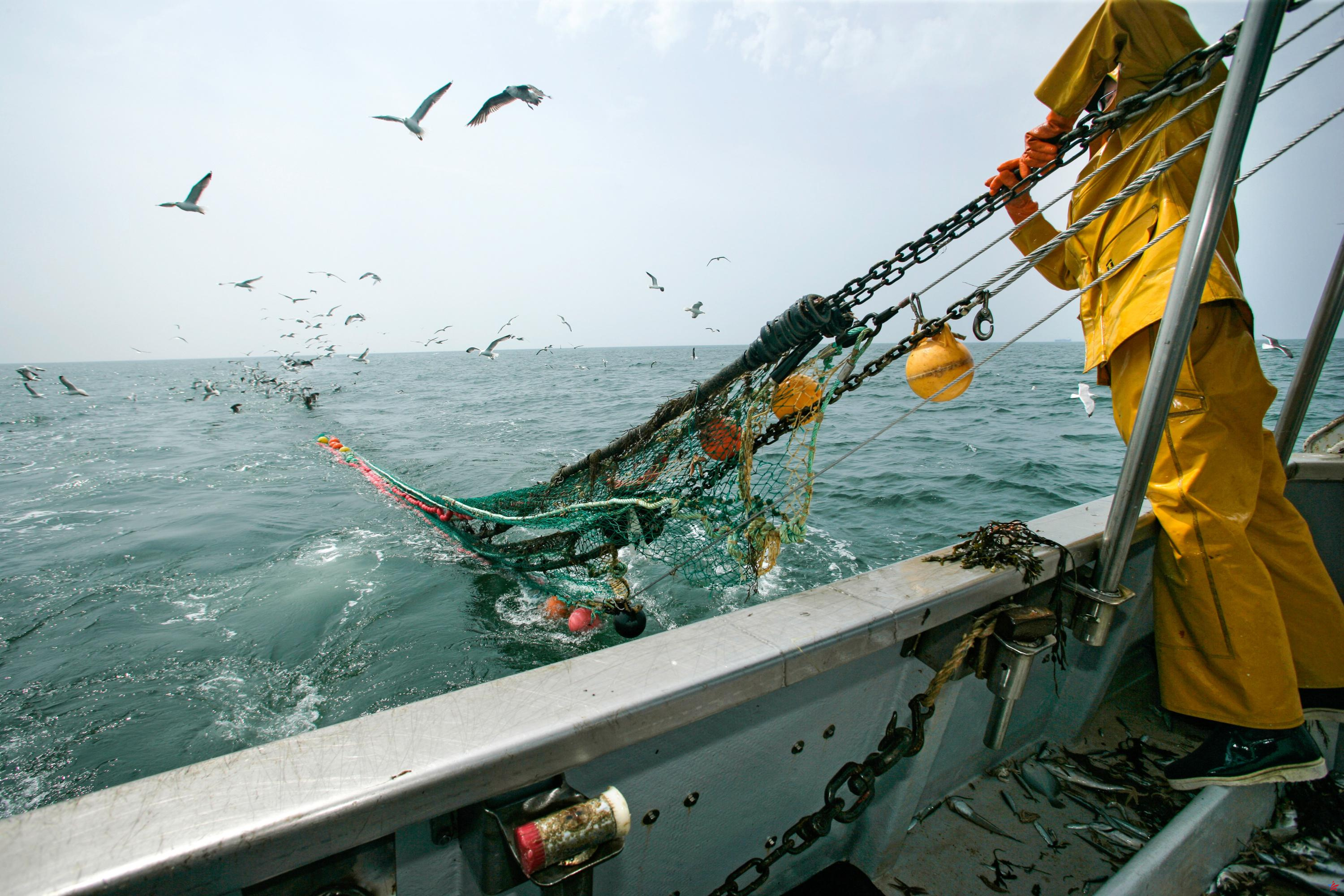 La sobrepesca sigue afectando al 20% del pescado desembarcado en Francia