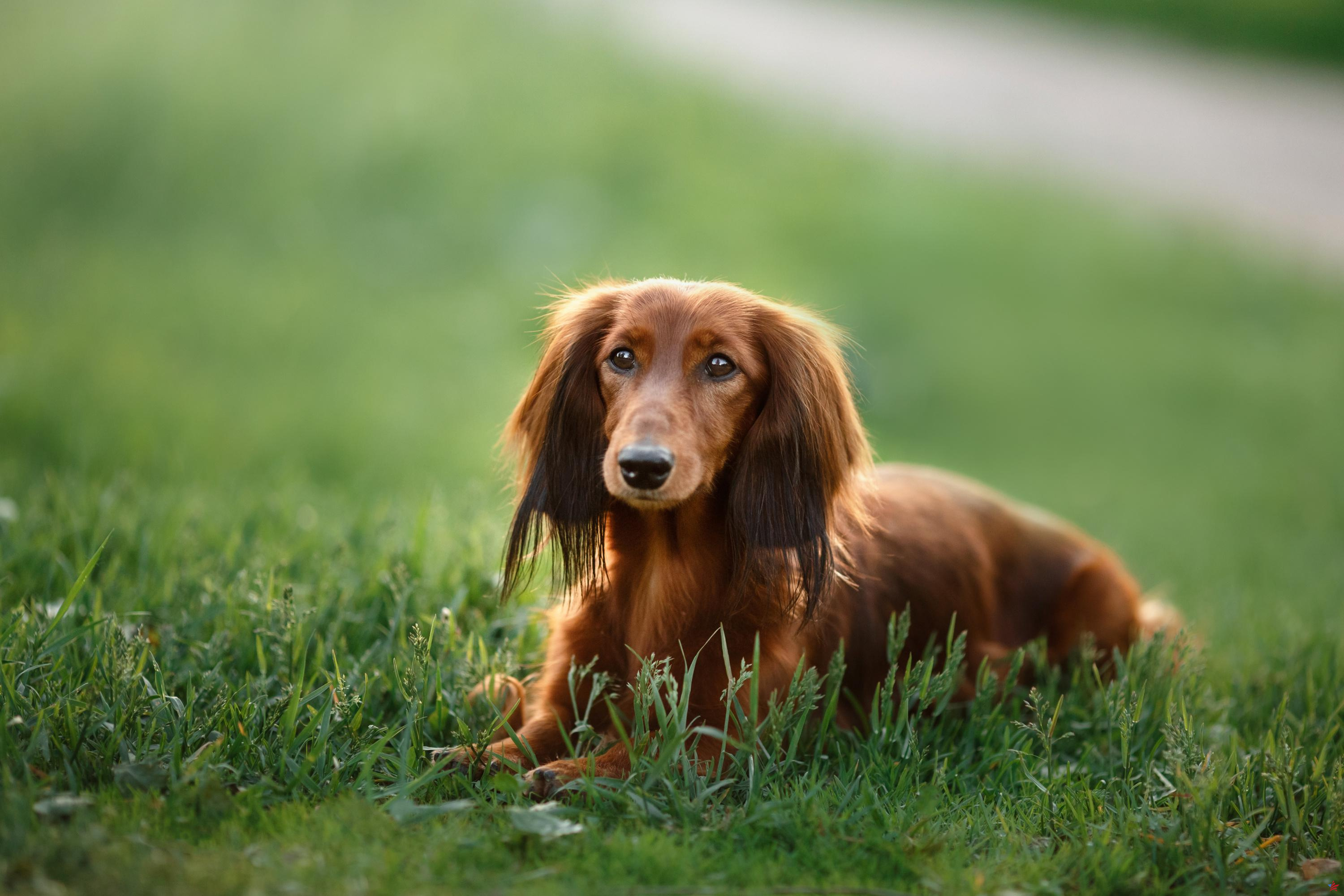 Los perros pequeños y de nariz larga viven más, según un estudio