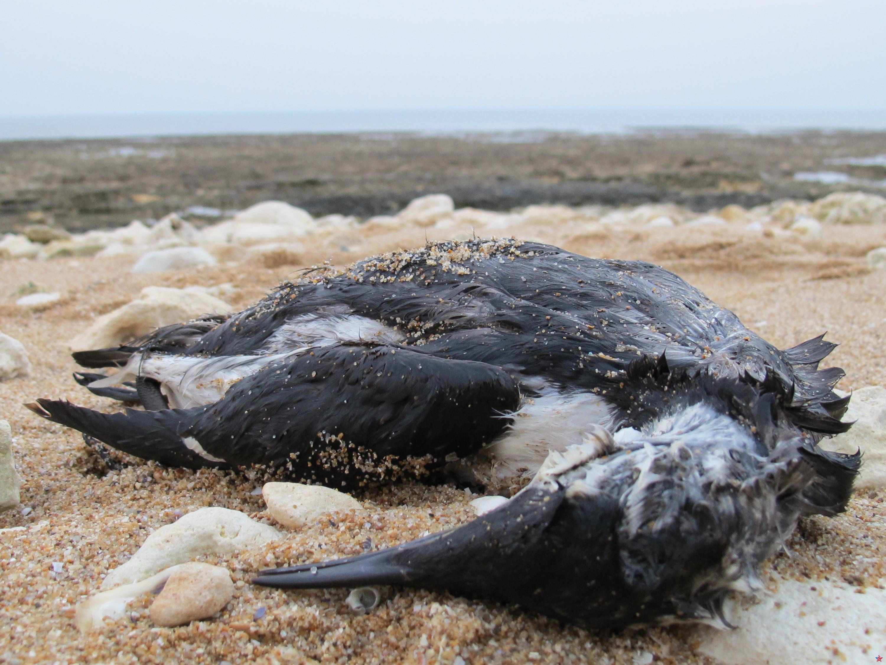 Una masacre de aves marinas impresionante (pero no sin precedentes) en la costa atlántica