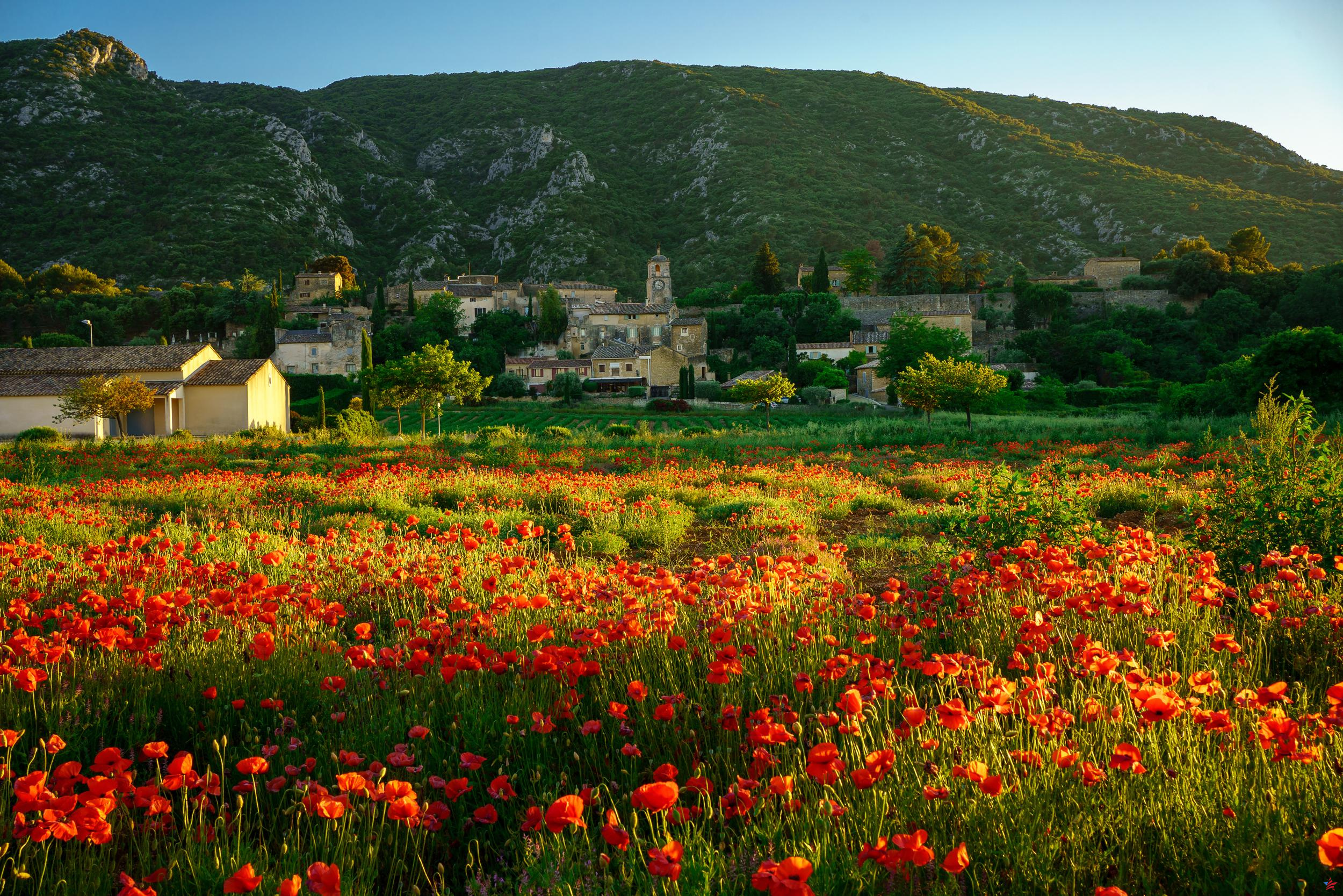 Espectáculo natural garantizado: ¿dónde ver las flores primaverales más bellas de Europa?