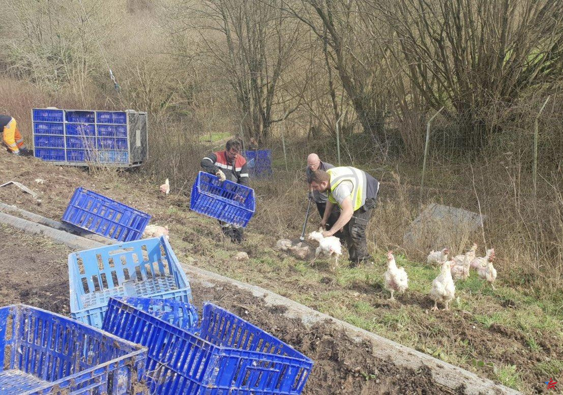 Normandía: miles de gallinas campan a sus anchas al lado de la autopista A13