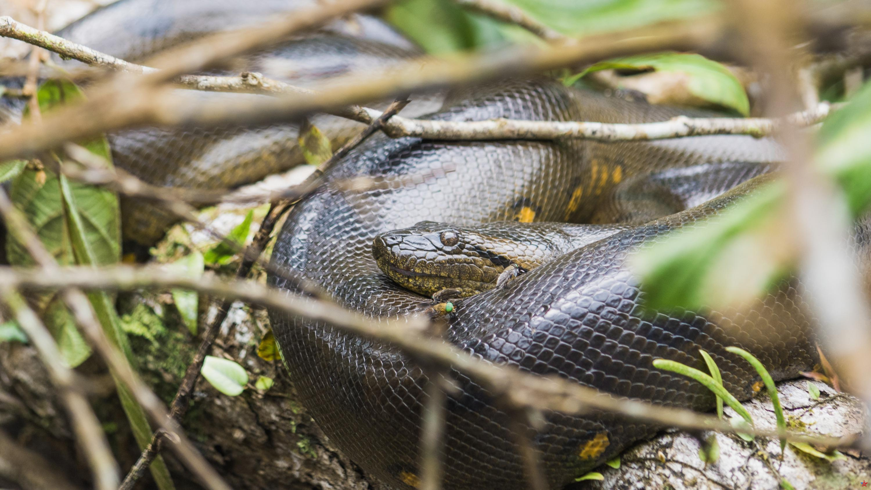 ¿Realmente se ha descubierto una nueva anaconda gigante en Brasil?