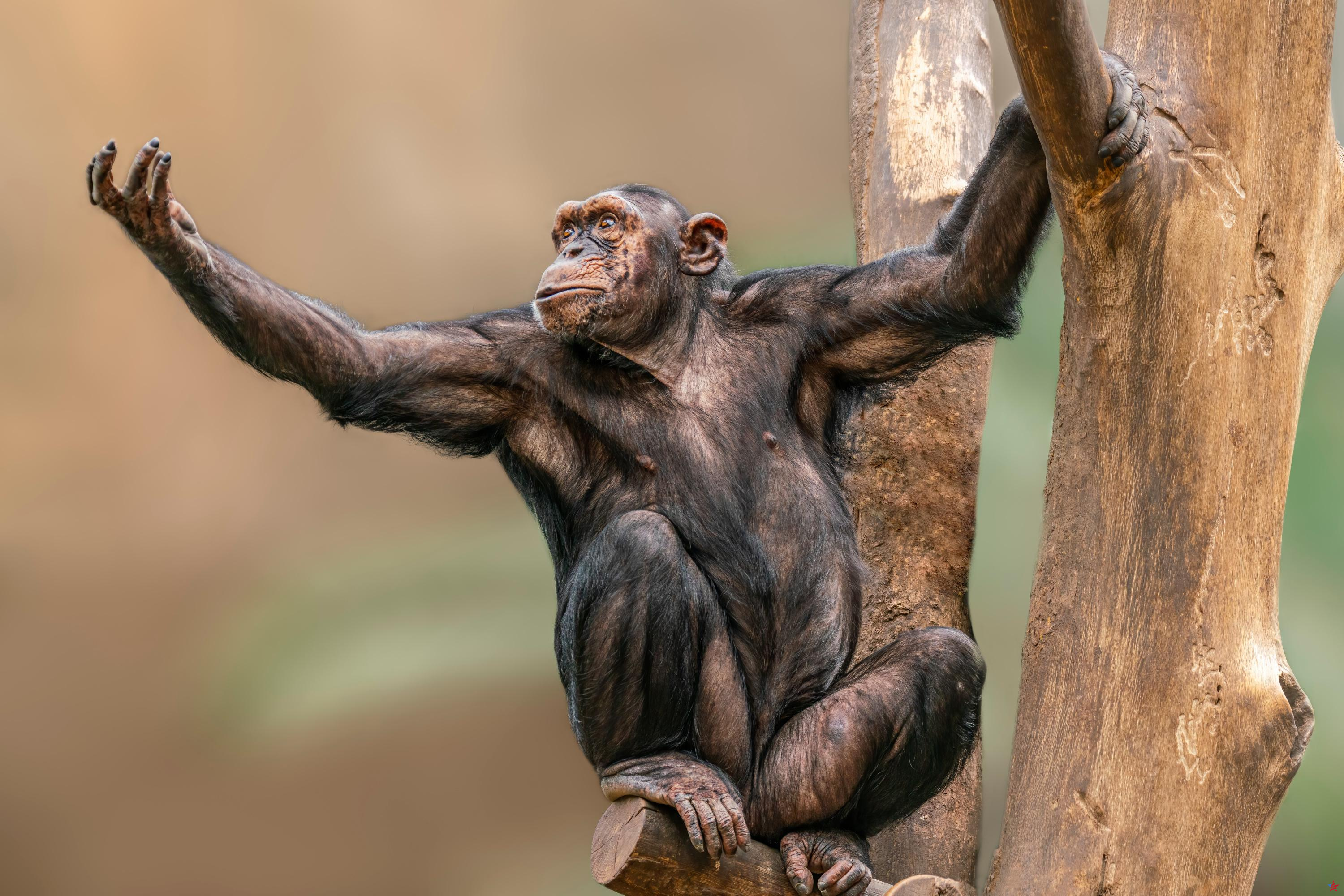 Los abejorros y los chimpancés también pueden transmitir sus habilidades