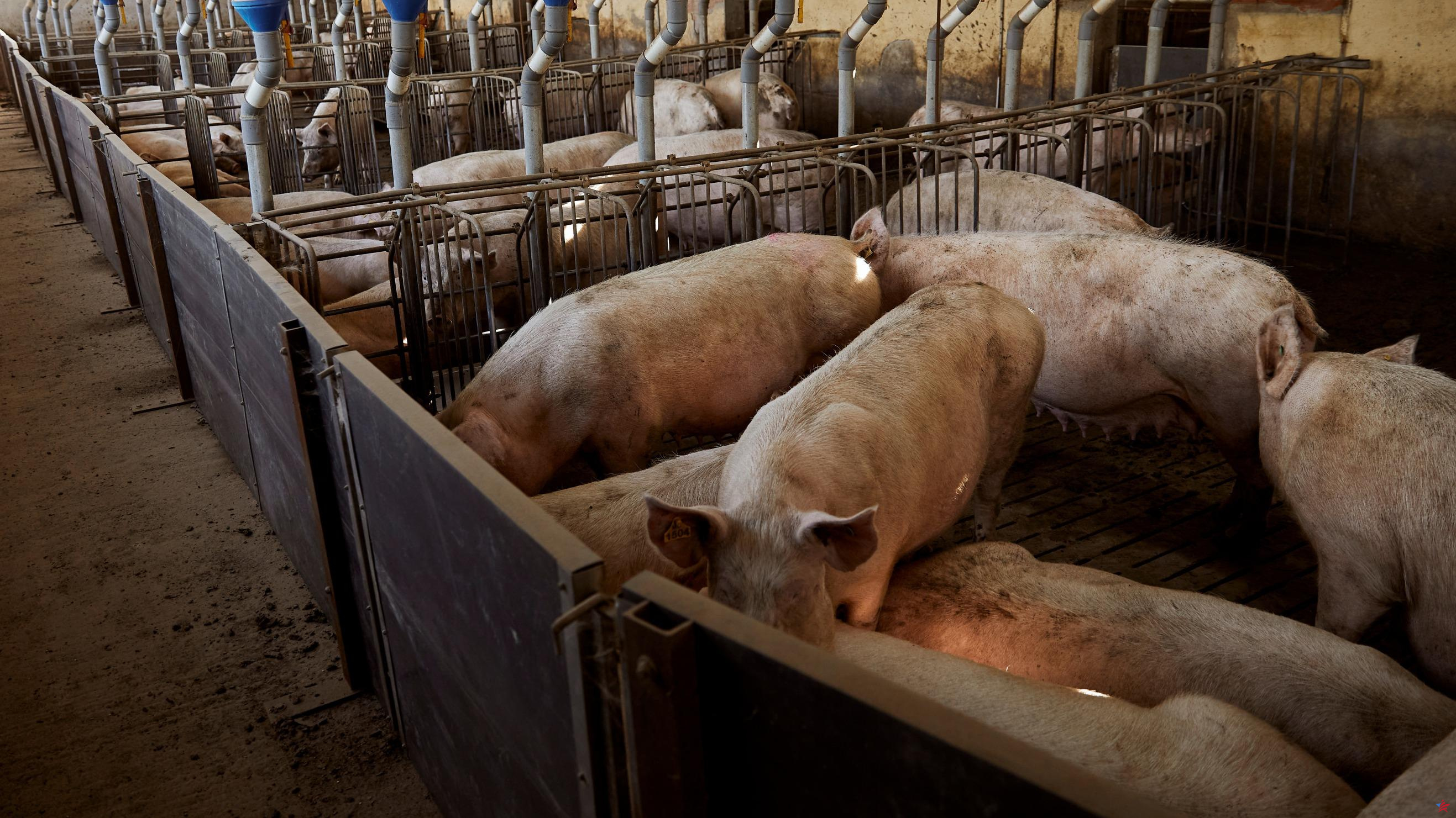 Bruselas quiere reducir la contaminación de las granjas porcinas y avícolas