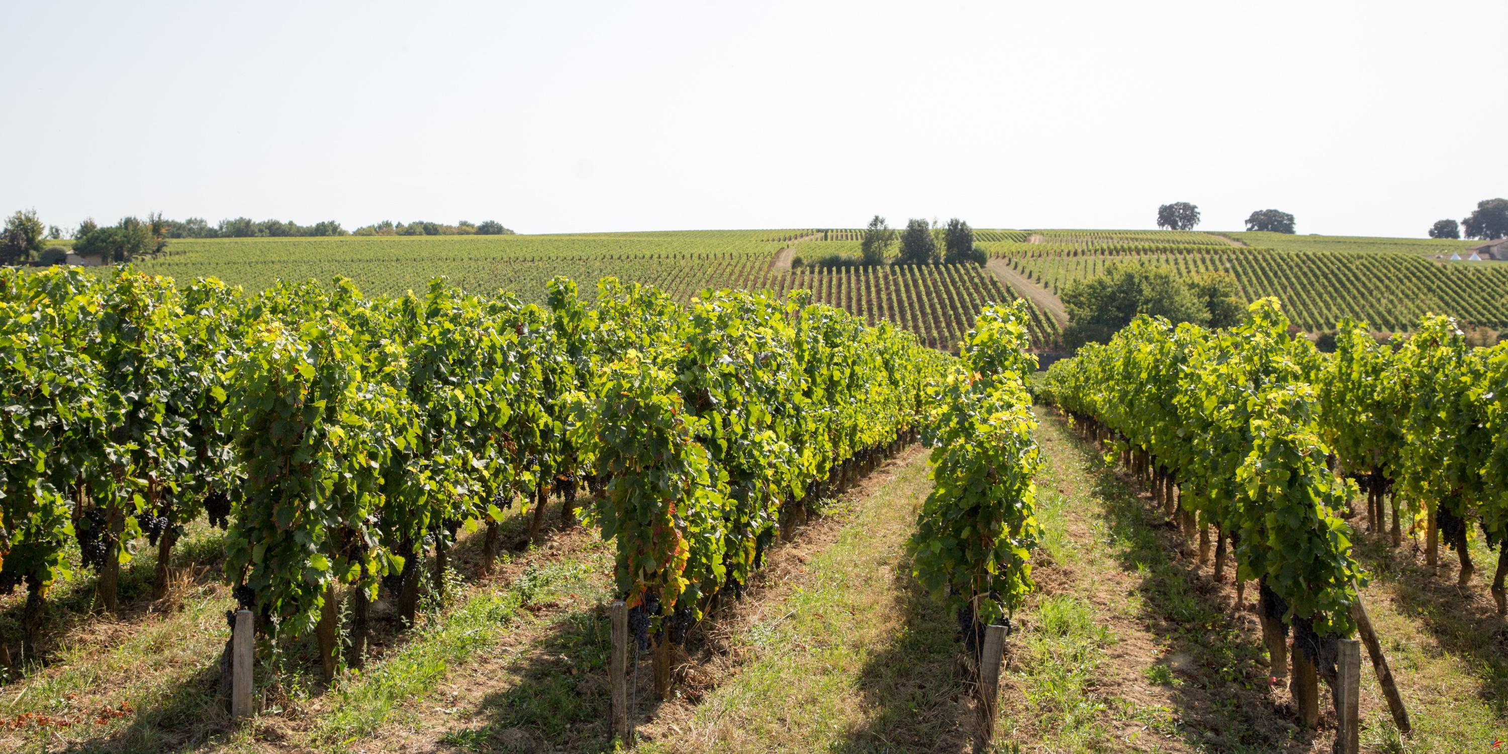 Crisis del viñedo de Burdeos: la mitad de los viticultores de Gironda han solicitado el fondo de emergencia estatal