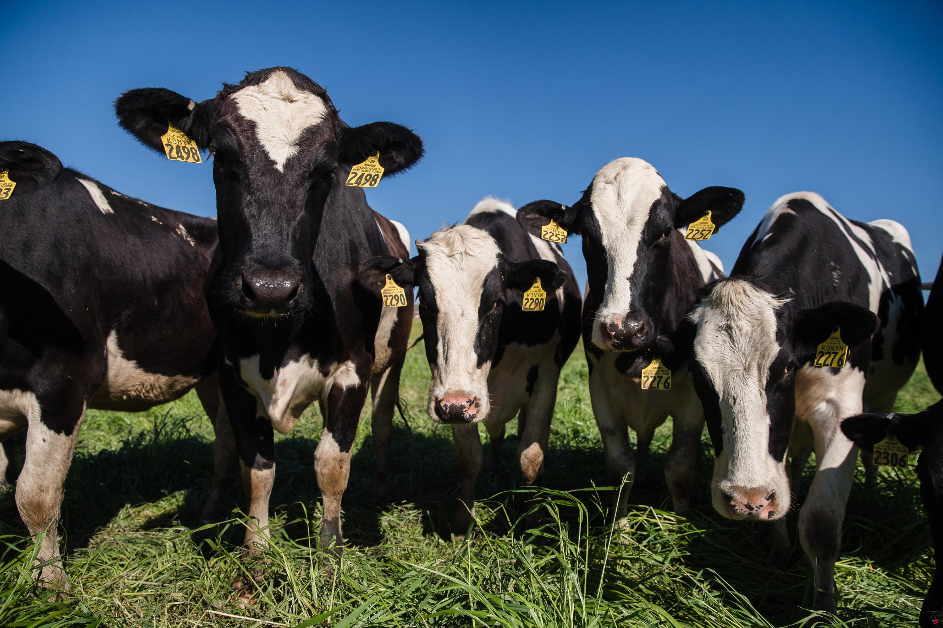 Estados Unidos: casos sin precedentes de gripe aviar descubiertos en vacas lecheras