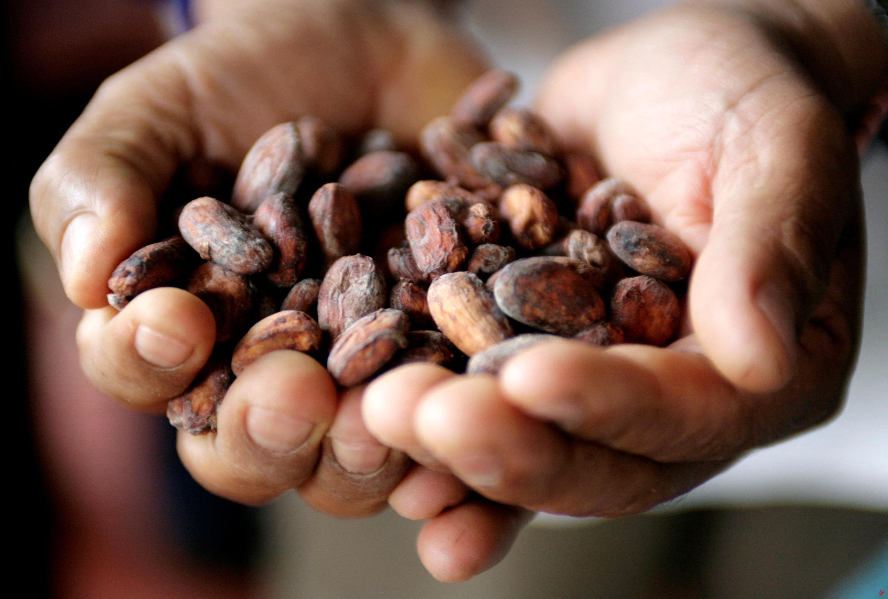 El precio del cacao alcanza un nuevo récord histórico: 10.000 dólares la tonelada en Nueva York