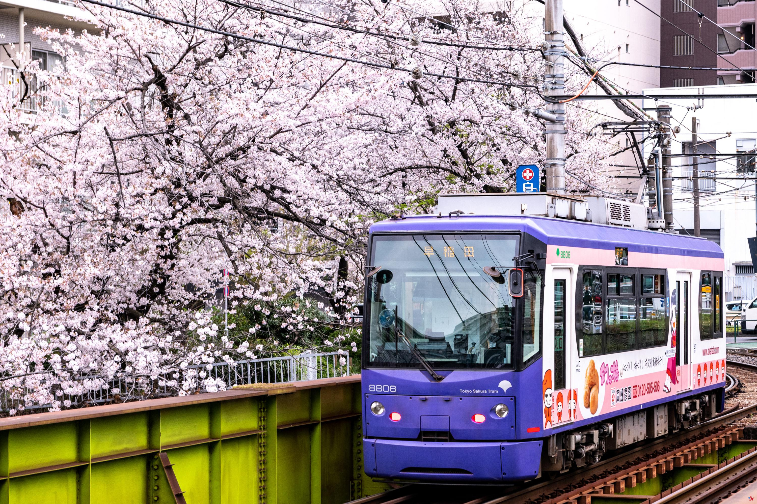 En Tokio, la magia de los cerezos en flor se puede admirar a bordo del discreto “Sakura Tram”