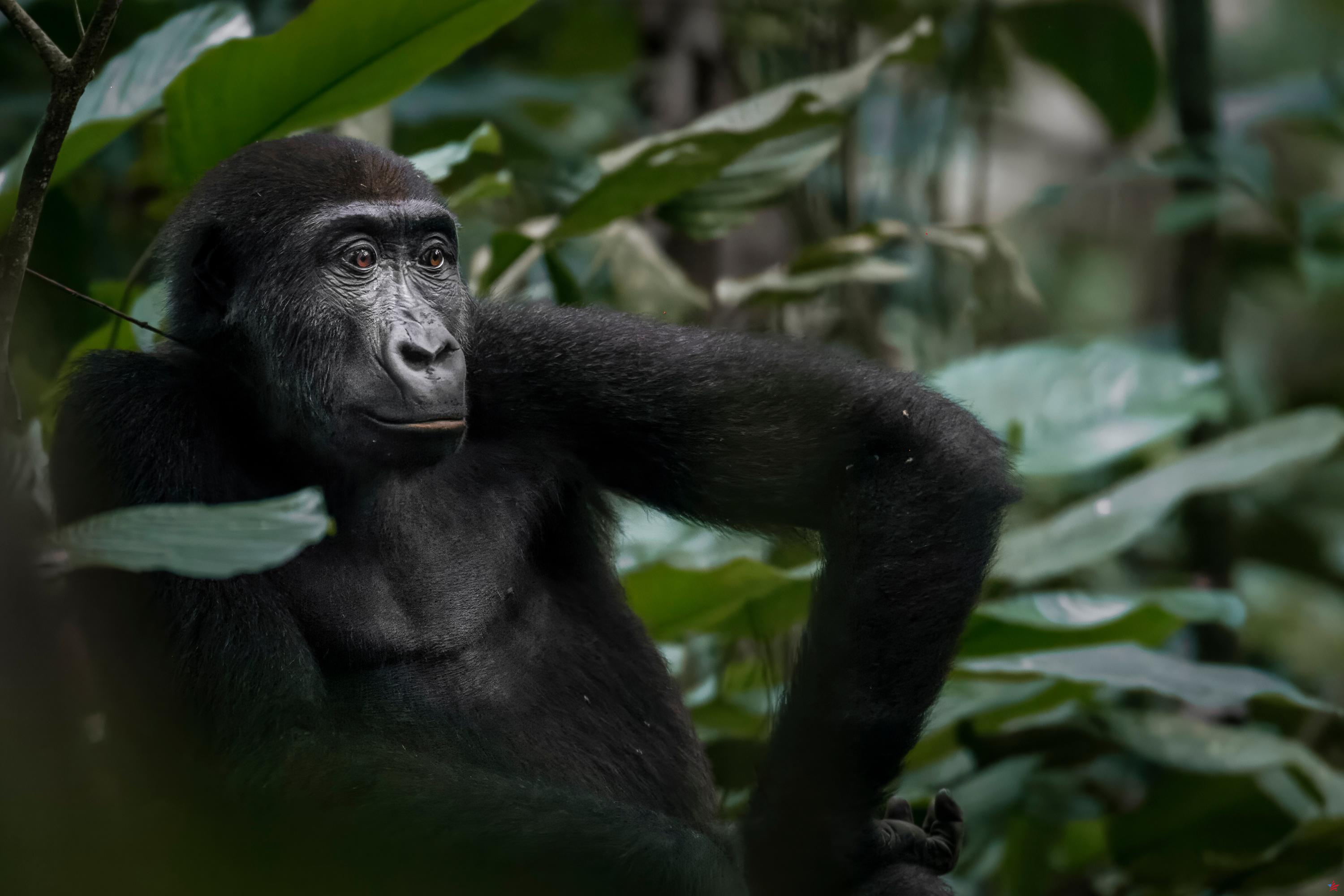 Los gorilas occidentales luchan a muerte, revela un estudio