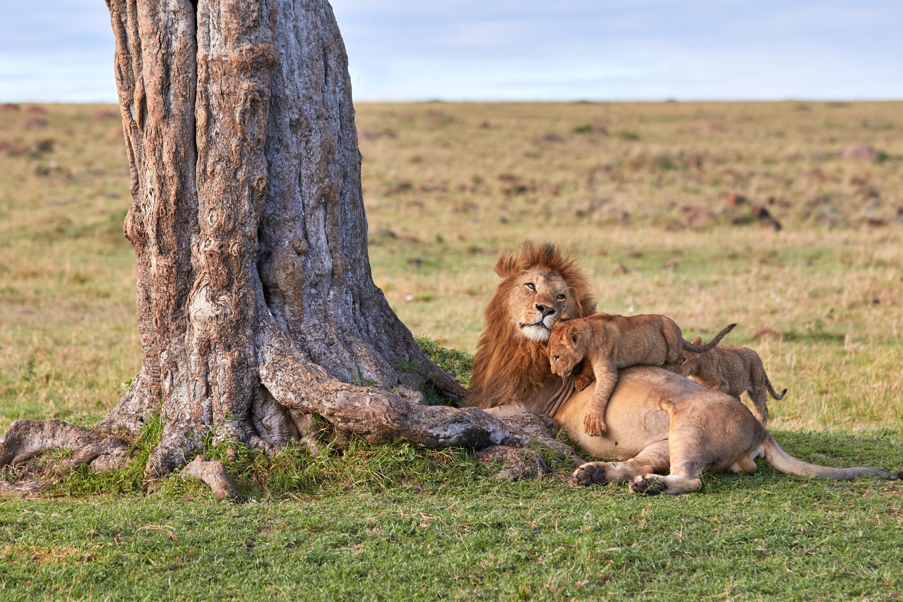 Uganda: la población de leones ha disminuido un 45% en casi 20 años