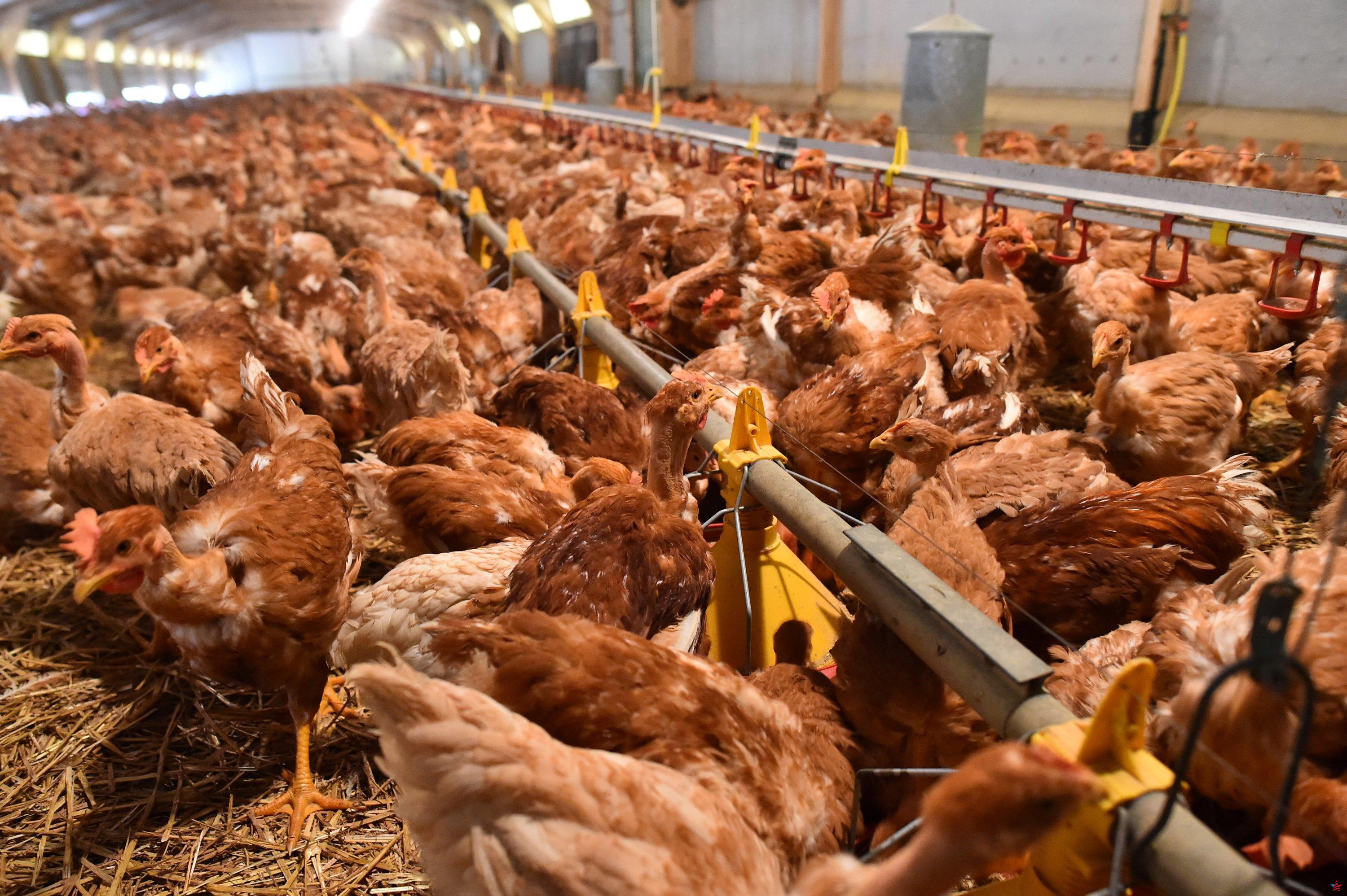 El PMA, el peso pesado de la avicultura, supera los 6.000 millones de euros en facturación