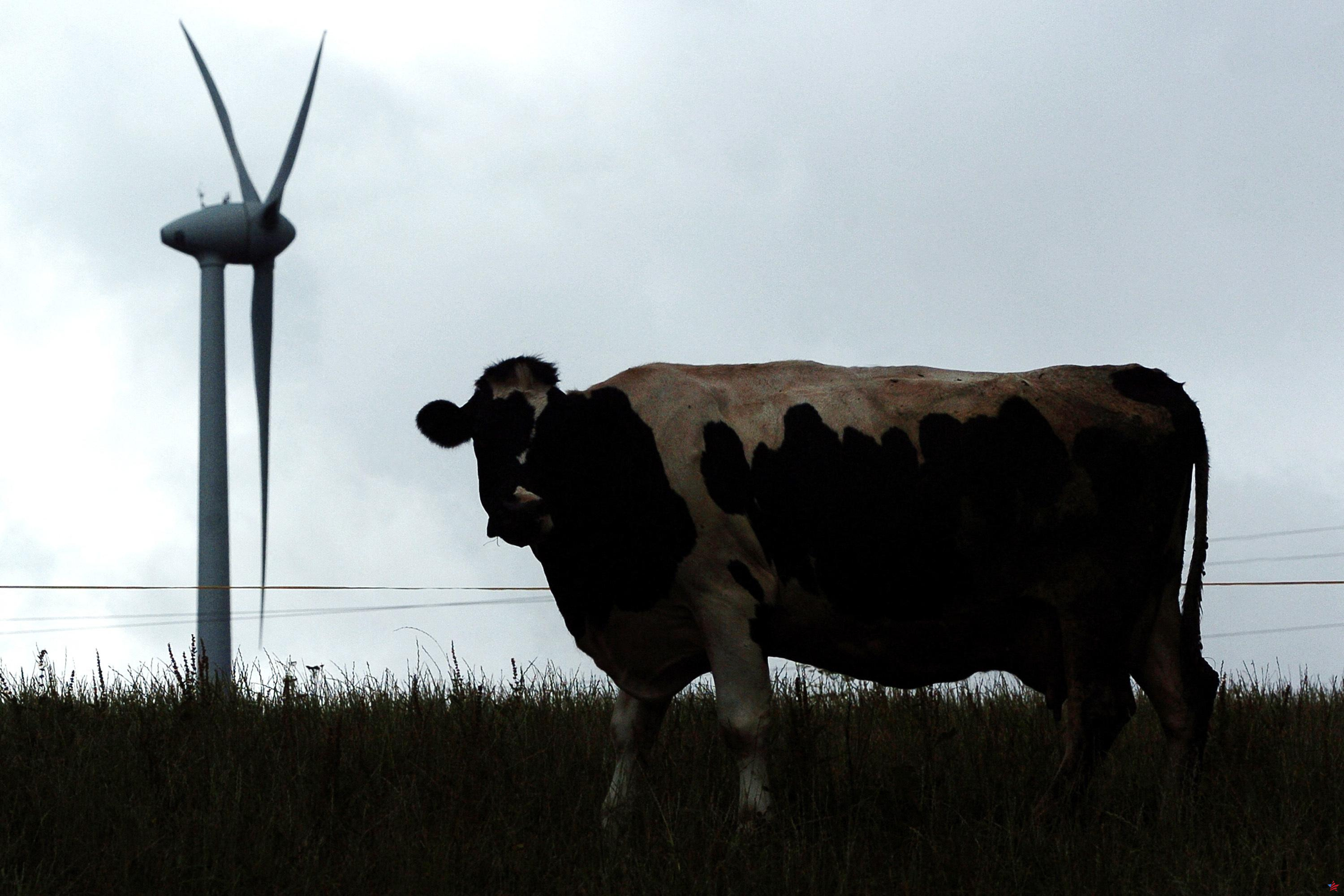 ¿Cuál es el impacto de las turbinas eólicas en la naturaleza? Un observatorio creado para dar respuestas