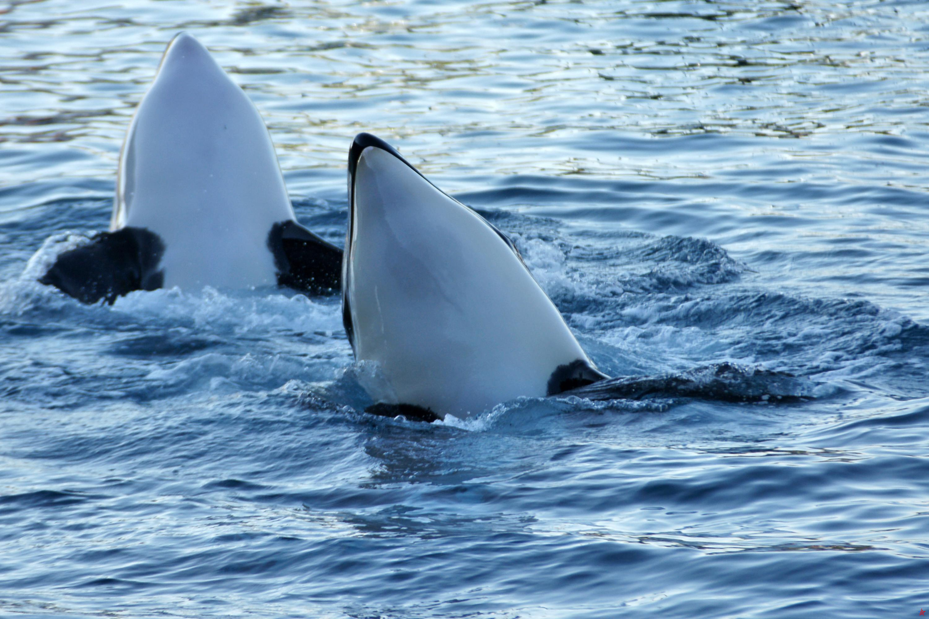 Una asociación emprende acciones legales tras la nueva muerte de una orca en Marineland en Antibes