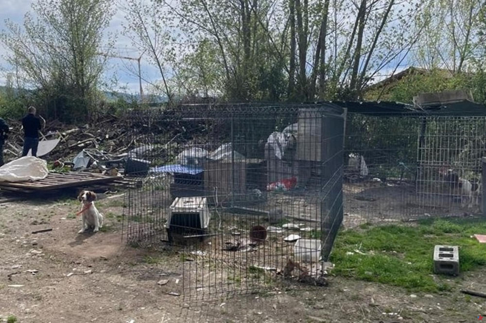 Cerca de Lyon: dieciséis perros maltratados y tres aves protegidas encontrados en terrenos ocupados