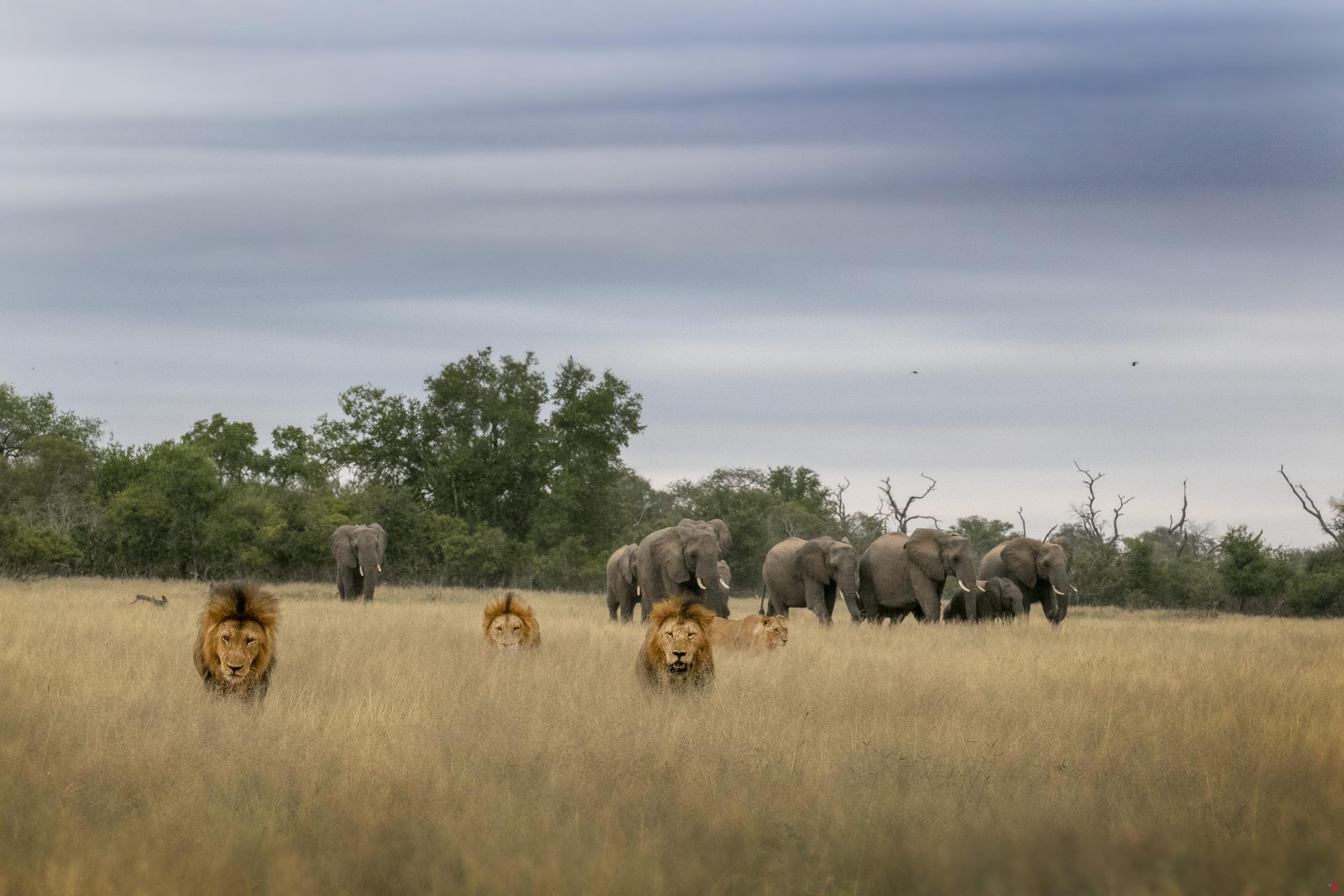 Safari: cómo explorar el Parque Kruger siguiendo la pista de los “Cinco Grandes” como un sudafricano