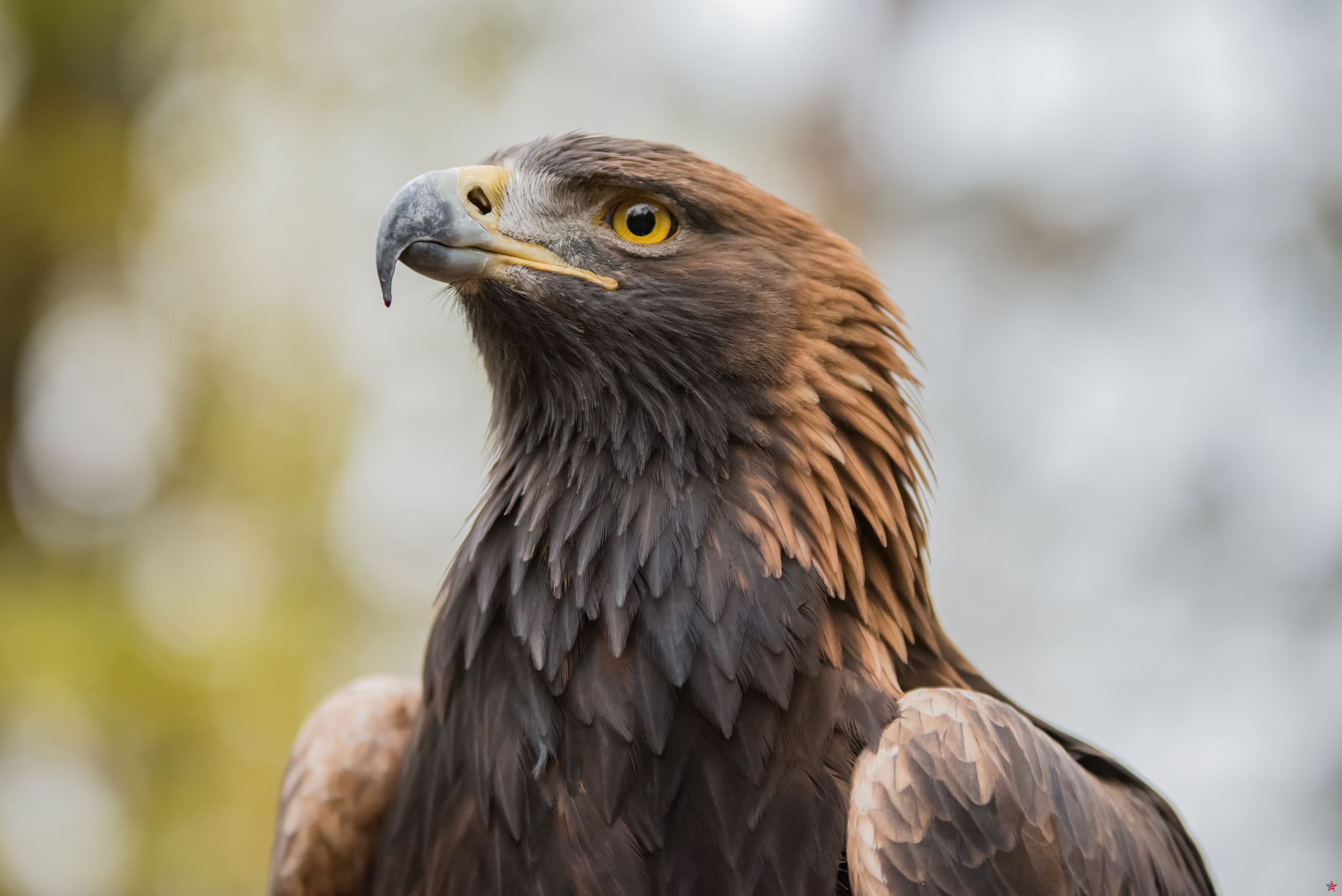 Saboya: un parapente atacado en pleno vuelo durante varios minutos por un águila real