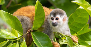 Tráfico de animales: en Var, 14 monos ardilla robados de un zoológico