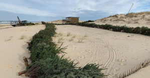 Gironda: árboles de Navidad “ofrecidos a las dunas” para luchar contra la erosión