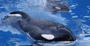Antibes: la justicia ordena la retención temporal de orcas en Marineland