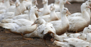 Gripe aviar: primer brote detectado en una granja de Vendée