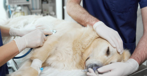 Var: detectan un caso de rabia en un cachorro