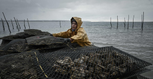 Después de las ostras, el consumo de mariscos está prohibido por riesgo de intoxicación alimentaria