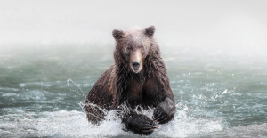 Viaje a Canadá: dónde y cuándo ver la vida silvestre del extremo norte, desde osos grizzly hasta osos polares