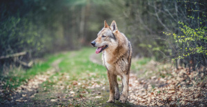 Var: un cazador dispara a un lobo que supuestamente lo atacó
