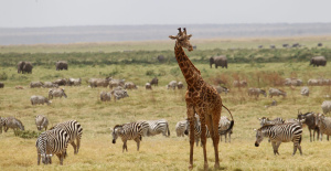 Para reactivar el turismo, Kenia da la bienvenida a sus primeros viajeros sin visa