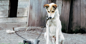 Indonesia: 200 perros destinados al consumo descubiertos en un camión
