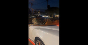 Tras un vídeo viral, detuvieron a una tailandesa que paseaba a su cachorro de león en su Bentley