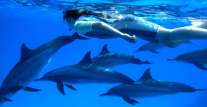 ¿Sueñas con bucear o nadar con delfines? Los 7 lugares más bellos del mundo.