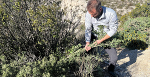 En las calas de Marsella, el matorral amenazado por especies invasoras