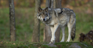 Plan Wolf: se relajaron las reglas de caza y se aumentó la compensación a los criadores