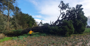 Un pino antiguo arrancado tras el paso de la tormenta Louis en Loira Atlántico