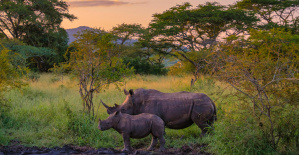 Sudáfrica: casi 500 rinocerontes asesinados en 2023 por cazadores furtivos